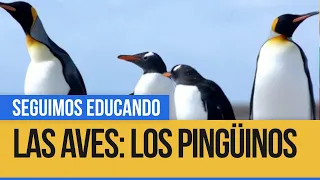 Ciencias Naturales: Las aves y sus características - Seguimos Educando