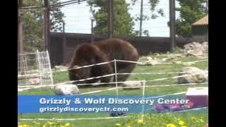 Bear Fence Test