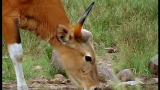 Documentaire Animalier Chroniques de l'Asie Sauvage DVD 2/3