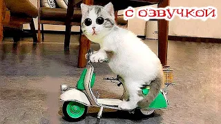 Приколы с котами! Самая смешная озвучка животных! Тест на психику!