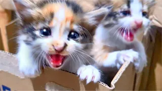 Rescue 2 SUPER CUTE Abandoned Kittens, Kittens Are VERY HUNGRY - Cats Meowing