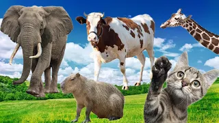 Funny cute animals sounds: Elephant, Cow, Dog, Giraffe, Capybara, Cat - Farm animals sounds