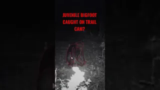 JUVENILE BIGFOOT ON TRAIL CAMERA IN SOUTH CAROLINA #Sasquatch #Bigfoot #Rewind #Shorts #ShortsVideo