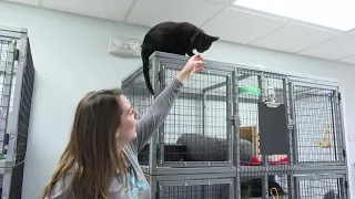 Bouncing back: Livingston animal shelter helps over 1,000 animals in first year reopen after flood