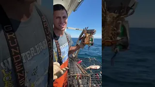 Maine lobster egg survival.