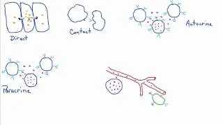 Introduction to Biology - 16 - Cell Signaling