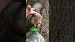 Милая белка / Cute squirrel