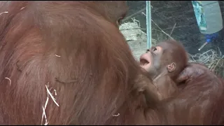 5 days old orangutan baby girl❤️