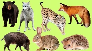 Животные для детей часть 8 | Учим названия и звуки лесных животных | Лесные животные