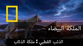 مملكة الذئب القطبي: ملكة الذئاب  | ناشونال جيوغرافيك أبوظبي