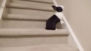 Rabbit falls down the stairs