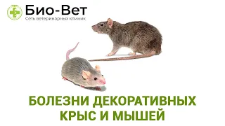 Болезни Декоративных Крыс 🐀 и Мышей 🐁 Симптомы и Лечение // Сеть Ветклиник БИО-ВЕТ