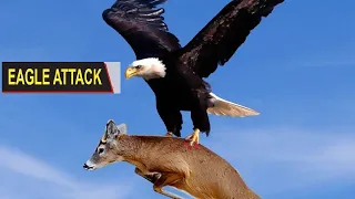 The Best Of Eagle Attacks - Most Amazing Moments Of Wild Animal Fights! Scoop of the Day