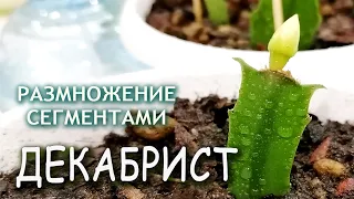 ДЕКАБРИСТ размножение сегментами Шлюмбергера кактус Schlumbergera