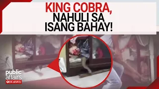 King Cobra, nahuli sa isang bahay! | Public Affairs Exclusives