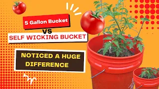 Tomato Container Gardening: Self Wicking Bucket vs 5 Gallon Bucket