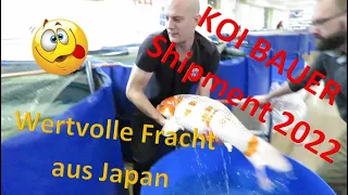 Wertvolle Fracht aus Japan - KOI BAUER Shipment 2022