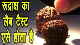 How To Test Rudraksh|Original Rudraksh Lab Test रुद्राक्ष लैब टैस्ट कैसे होता है Rudraksh Lab test