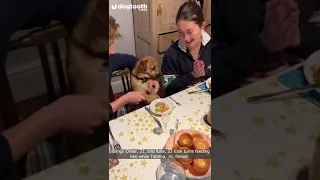 Dog With Exemplary Table Manners Eats Sunday Dinner || Dogtooth Media