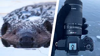 Photographing a Beaver! Wildlife Photography At Sunset - Canon 55-250mm Lens