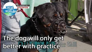 The dog will only get better with practice (Dogs are incredible) | KBS WORLD TV 210616