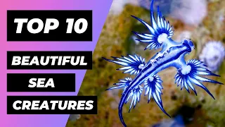 TOP  10 Most BEAUTIFUL Sea Creatures In The World | 1 Minute Animals