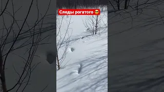 СЛЕД ЛОСЯ !! В погоню?)))