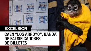 Detienen a falsificadores de billetes en la CDMX y les incautan un mono araña