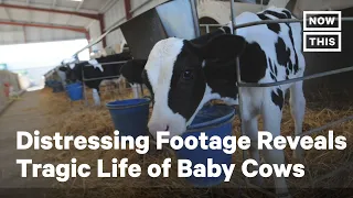 Distressing Footage Reveals the Tragic Lives of Baby Cows | NowThis