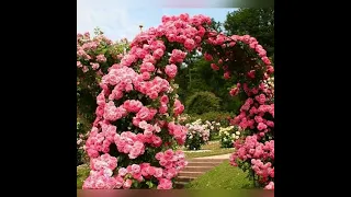 Обрезка роз для яркого и долгого цветения, и пышной листвы.Питомник Роз Полины Козловой rozarium biz