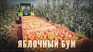 Успехи впечатляют. За последние 10 лет производство яблок в России выросло в 5 раз