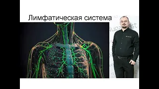 Лимфатическая система человека