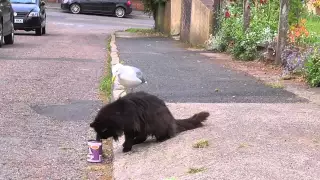 Cat versus Seagull