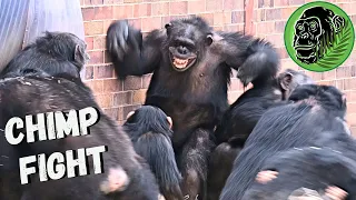 Big Female Chimp Fight Breaks Out And Puts Tiny Baby Chimp In Danger
