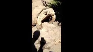 Giant Turtles mating in public