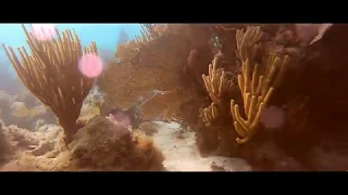 Loggerhead Key Coral Reef Dry Tortugas National Park