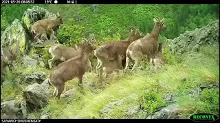 GOLDEN EAGLE SWOOPS DOWN ON A BABY SIBERIAN IBEX