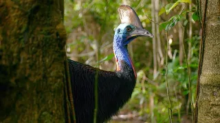 Filming The World's Deadliest Bird | Wild Stories | BBC Earth