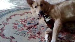 собака с пивом