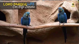 Lear's Macaw - S02E04 Loro Parque LIFE