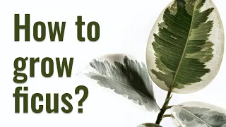 How to grow Ficus Elastica from STEM CUTTINGS | Plant REJUVENATION