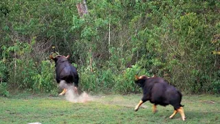 Gaur attacking back Tiger.