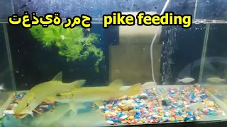 ЩУКА в АКВАРИУМЕ.الصيد,КОРМЛЕНИЕ ЩУКИ ДОМА ЩУКА, рыбалка,pike in the aquarium,Find Fish Underground