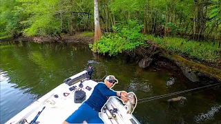 Swimbaits and Flukes in ULTRA CLEAR Water (HILLSBOROUGH RIVER)