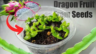 How to germinate dragon fruit seeds | Growing dragons fruit from seeds |Quickest & Easiest Way .