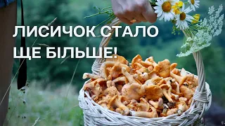 ЯK ХОВАЮТЬСЯ ЛИСИЧКИ🙂 ІНШОПЛАНЕТНІ ГРИБИ🙃 Трапляються старі БІЛІ, а де молоді?!😀 Збираю Гриби #63