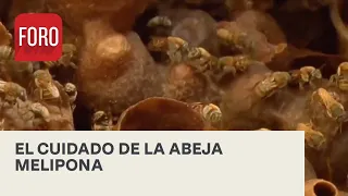 Protección a la abeja melipona en Yucatán - Expreso de la Mañana