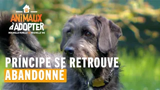 Príncipe se retrouve abandonné - Animaux à Adopter