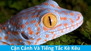 Cận Cảnh Rõ Nét Con Tắc Kè - Hình Ảnh Và Tiếng Tắc Kè Kêu - Picture And Sound Of Tokay Gecko