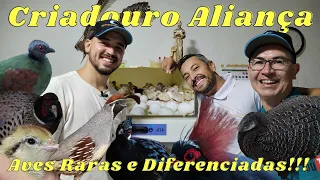 CRIADOURO ALIANÇA COM FAISÕES E PERDIZES RARAS!!!